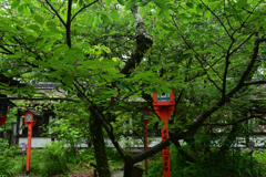 230604e平野神社36