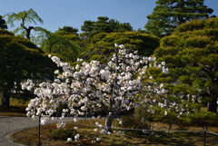 210407e京都御苑13