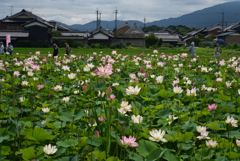 220720a藤原宮跡49