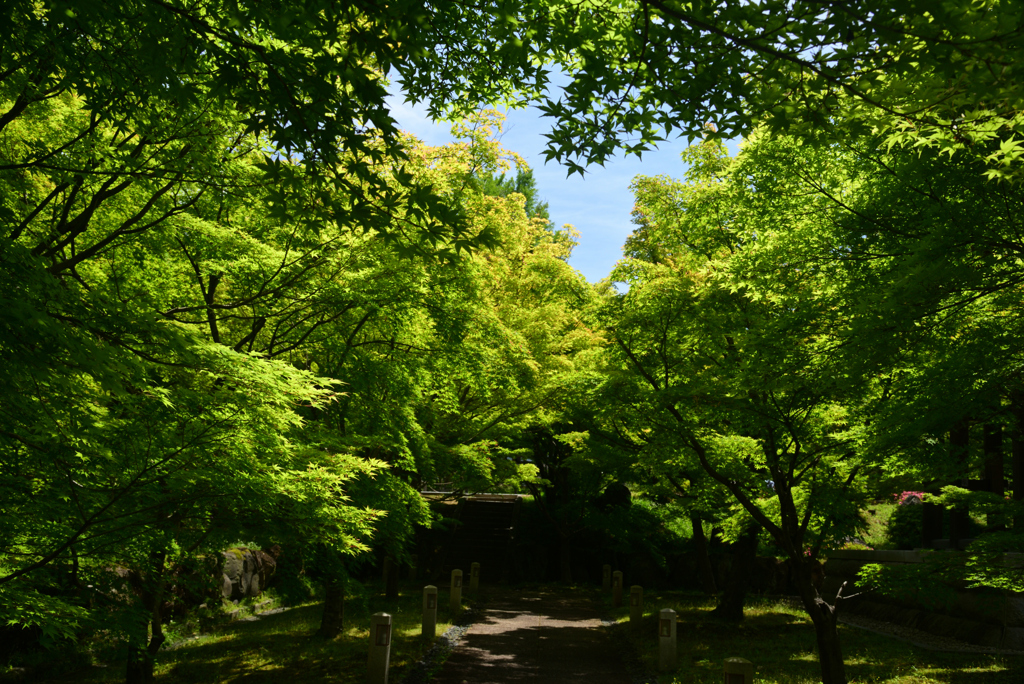 240525a智積院10