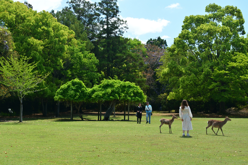 250429a奈良公園14