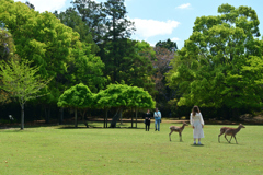 250429a奈良公園14