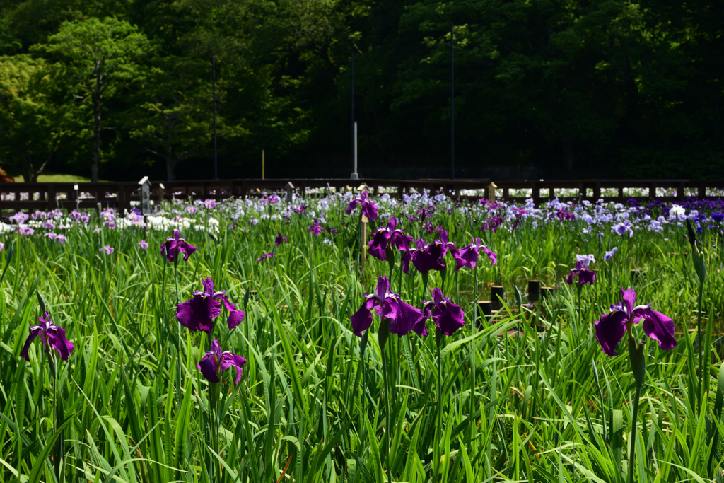 210609山田池公園33
