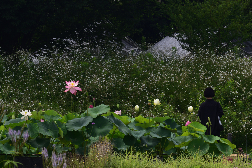 200712京都植物園41