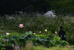 200712京都植物園41