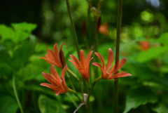 200805京都植物園18