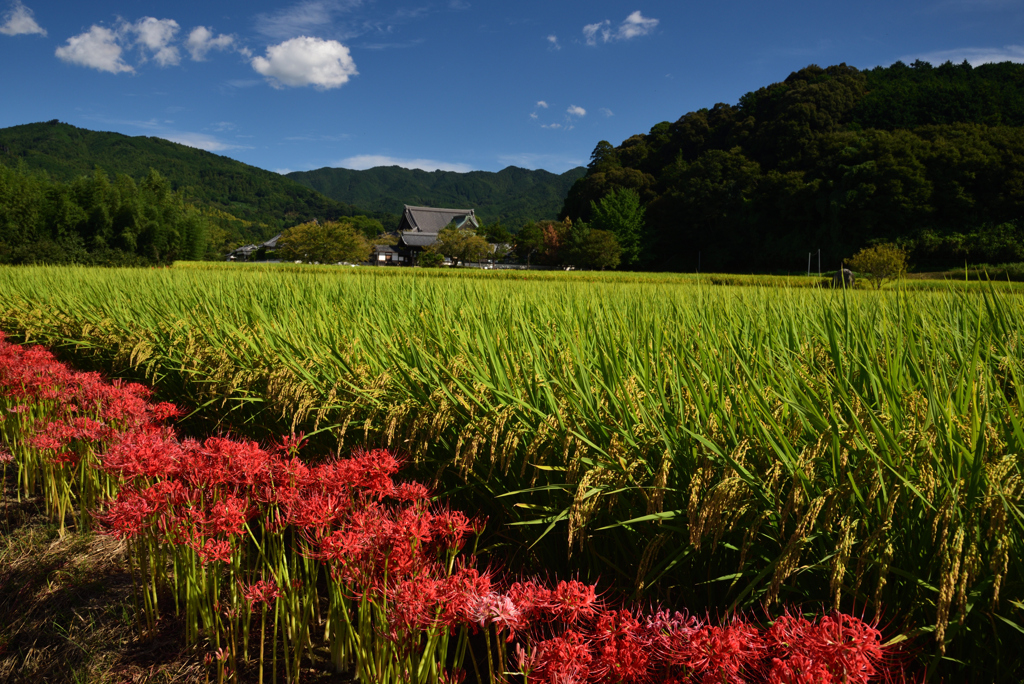 190925c明日香村橘寺04