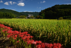 190925c明日香村橘寺04
