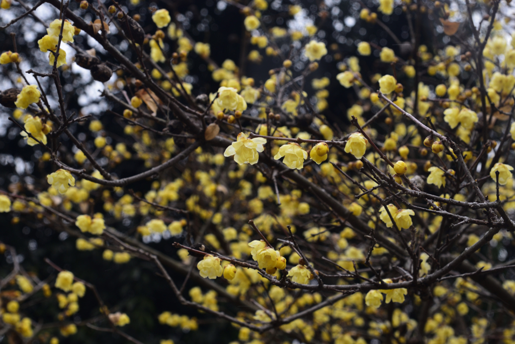 230214京都植物園61