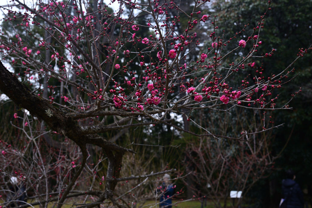 250228京都植物園24
