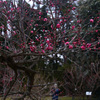 250228京都植物園24