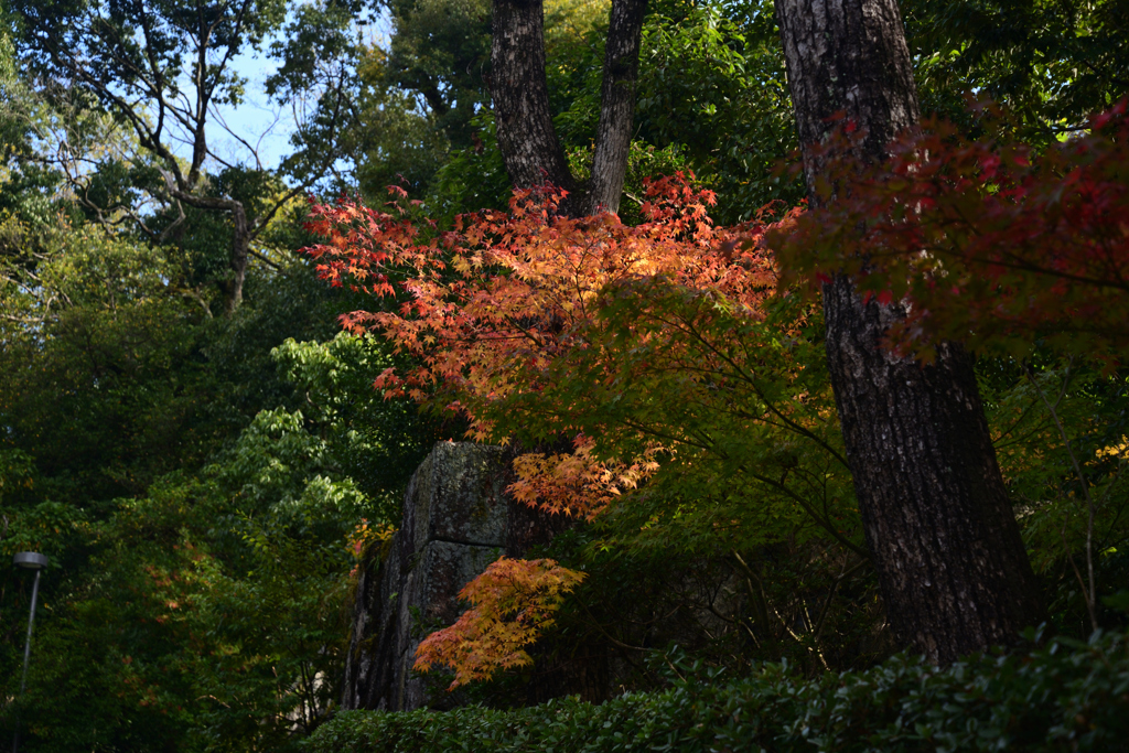 211114c知恩院10