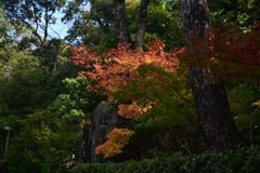 211114c知恩院10
