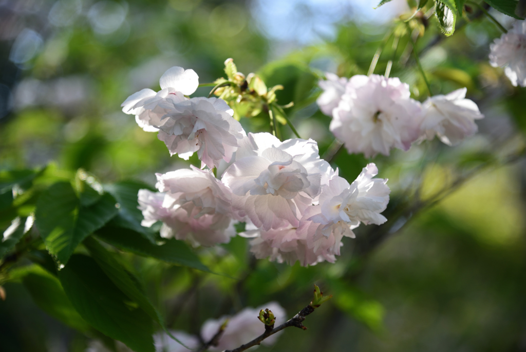 190420d京都植物園60