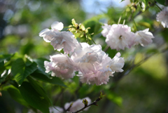 190420d京都植物園60