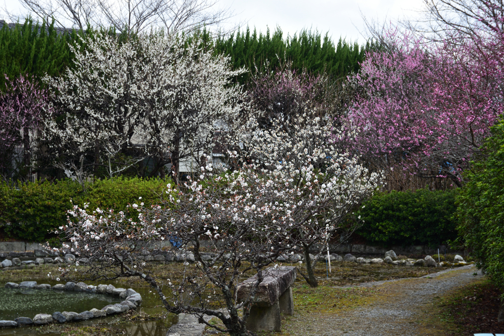 210223a梅宮大社38