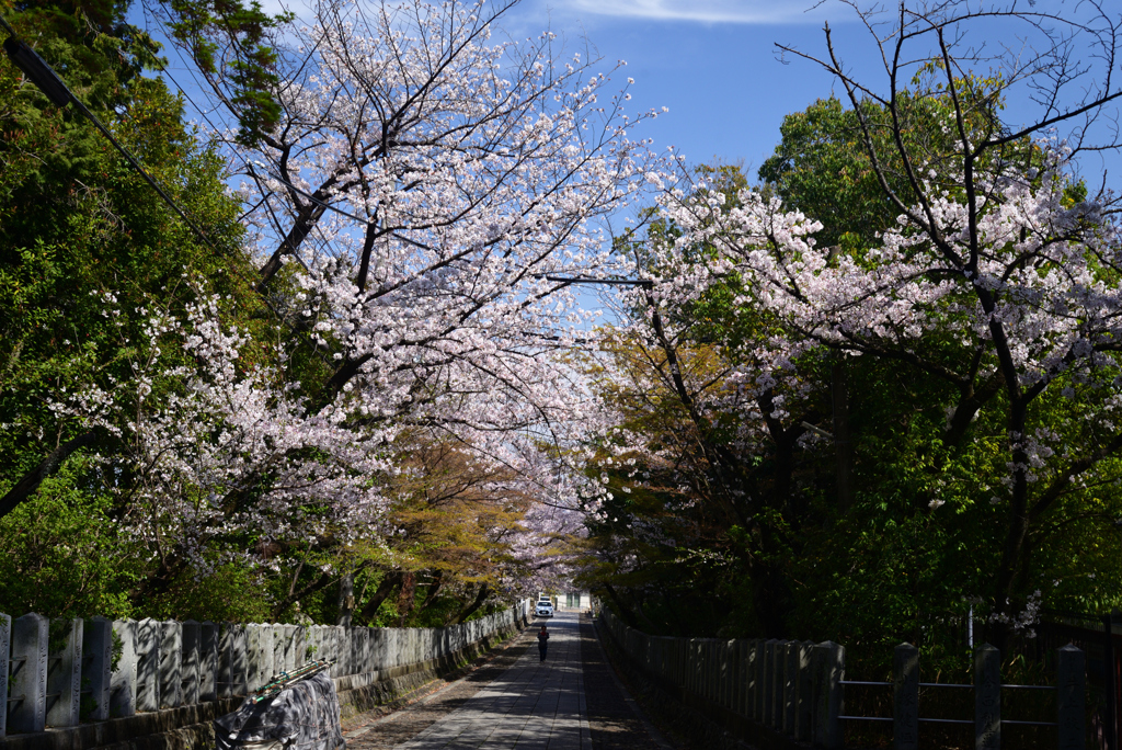 230331d向日神社09