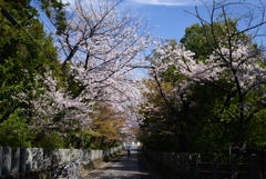 230331d向日神社09