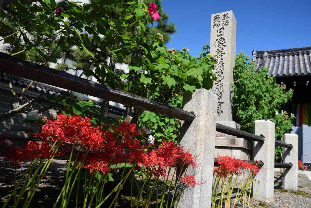 190926a妙蓮寺07