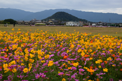 211018a藤原宮跡31