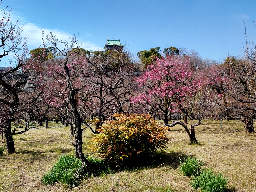 250215大阪城1