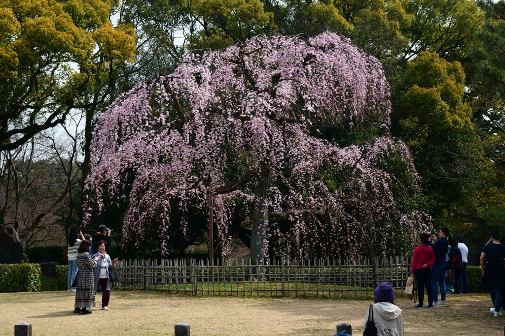250325a京都御苑09