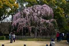250325a京都御苑09