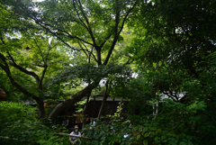 240924a梨木神社09