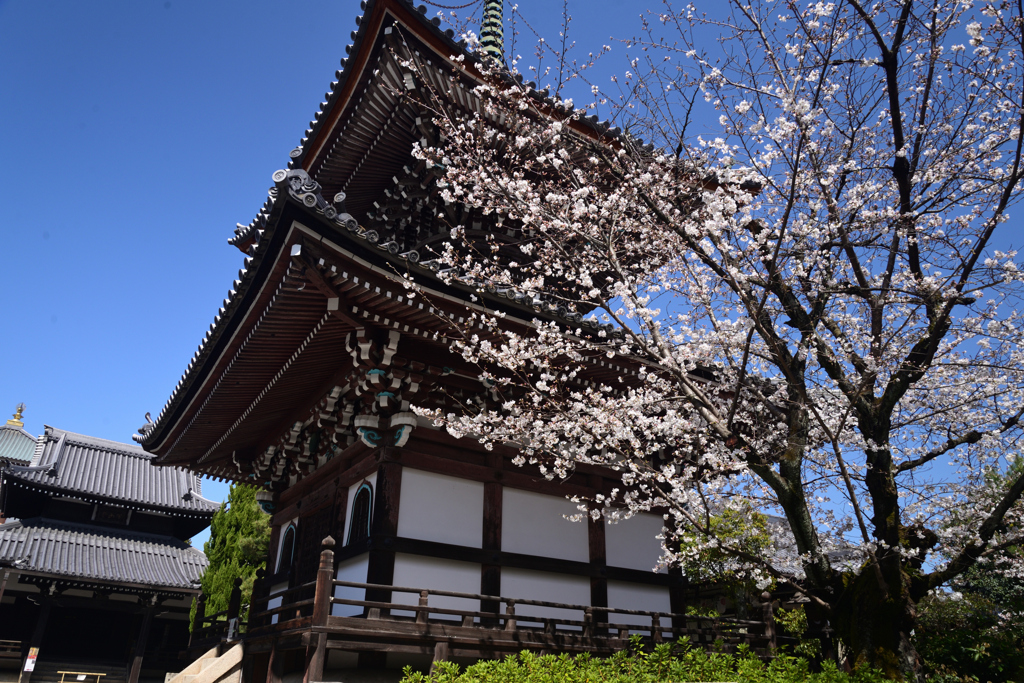 230322d本法寺27