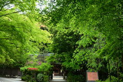 250509e宇治上神社42