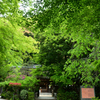 250509e宇治上神社42