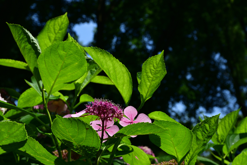 230702万博公園51