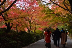 181125d龍安寺76