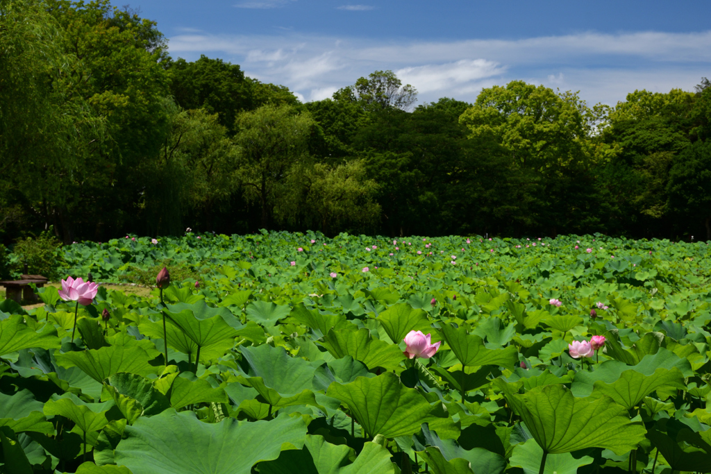 210717万博公園12