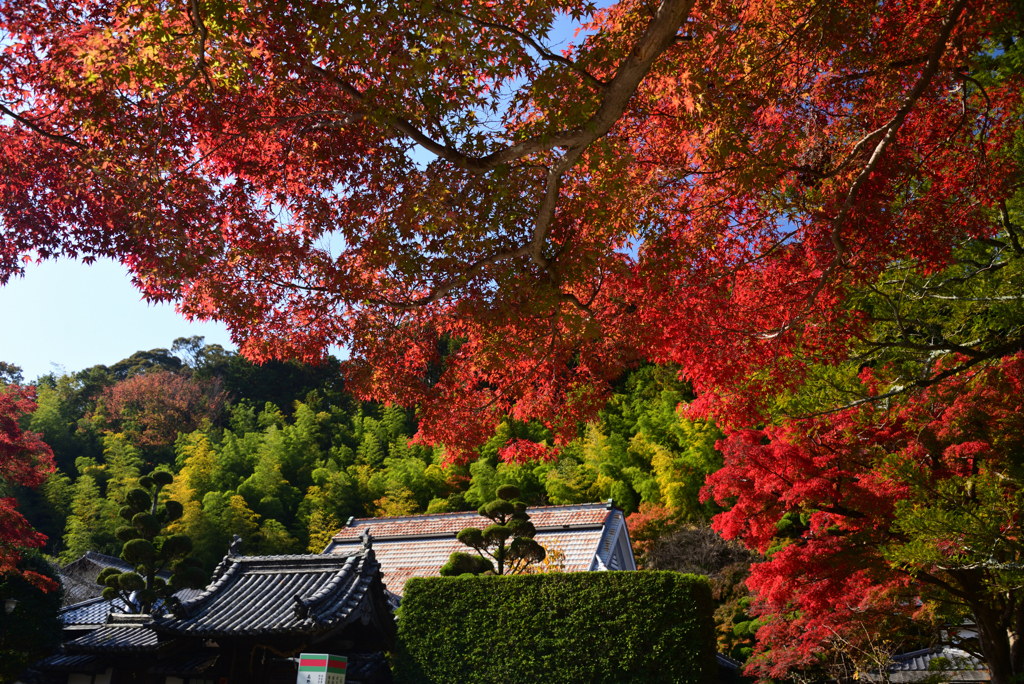 221112a久安寺02