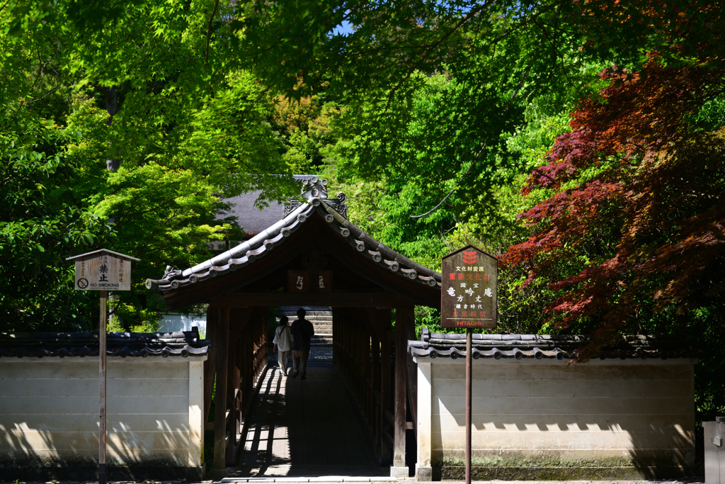 240525i東福寺21