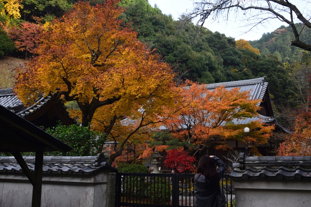 181130c南禅寺高徳庵44