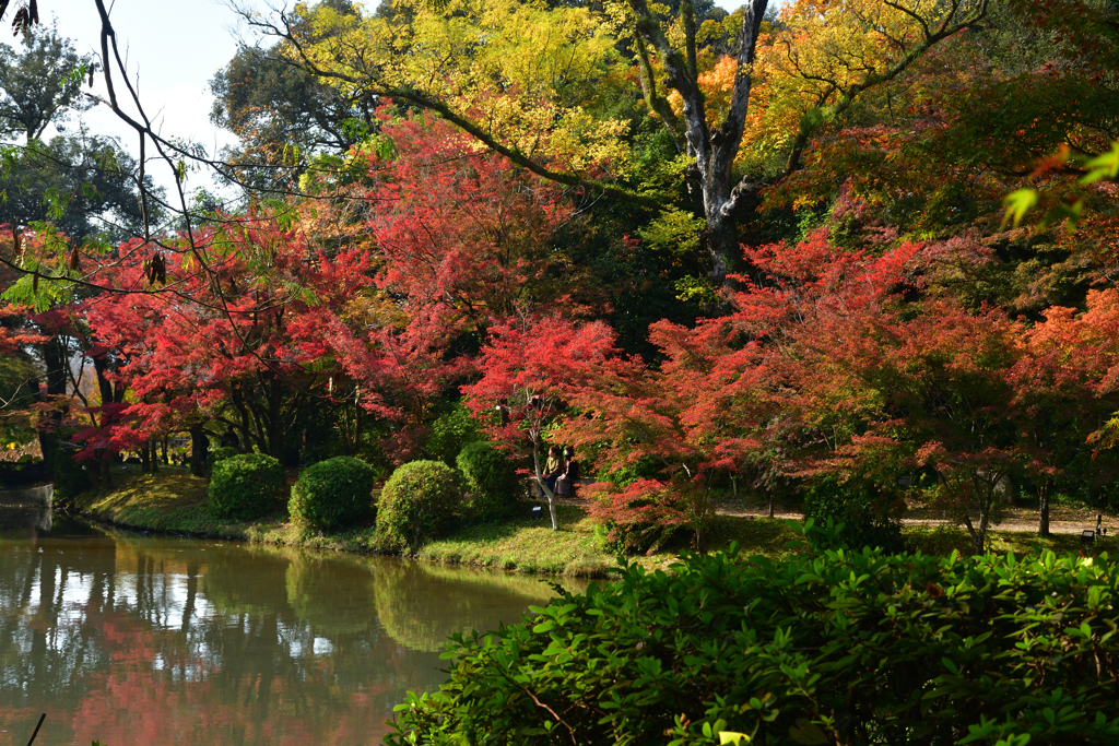 251114a京都植物園27