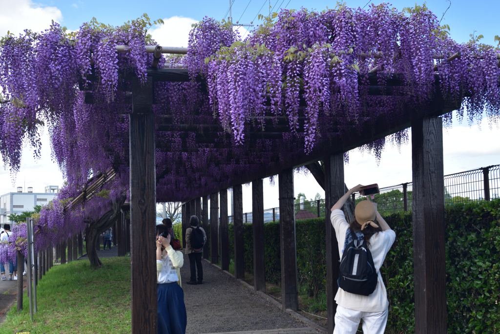 190426鳥羽下水場18