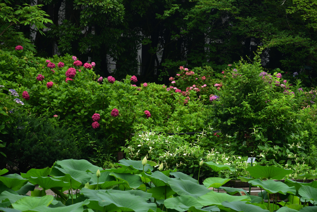 190702京都植物園27