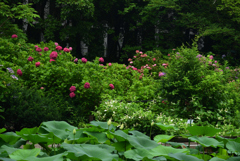 190702京都植物園27