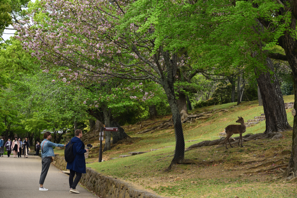 190428a奈良公園52