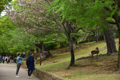 190428a奈良公園52