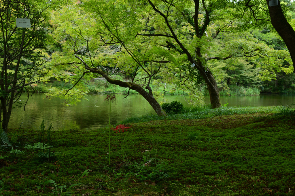 231003京都植物園39
