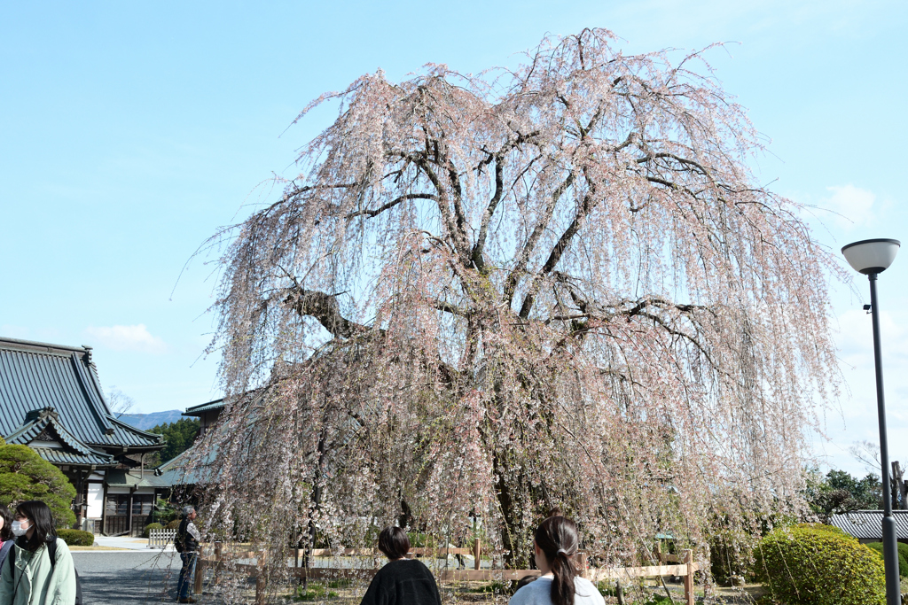 250405b身延山久遠寺11
