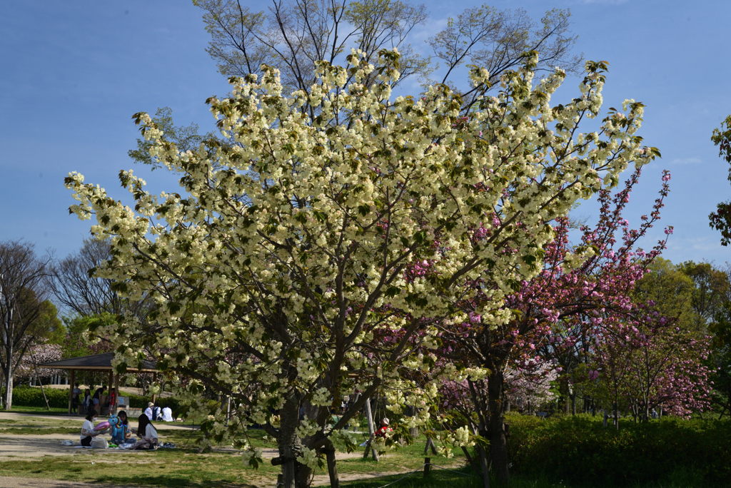 220412g梅小路公園11ウコン