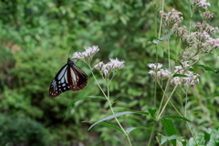 201003京都植物園17