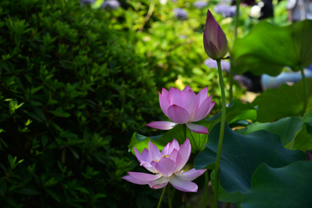 240707a法金剛院17