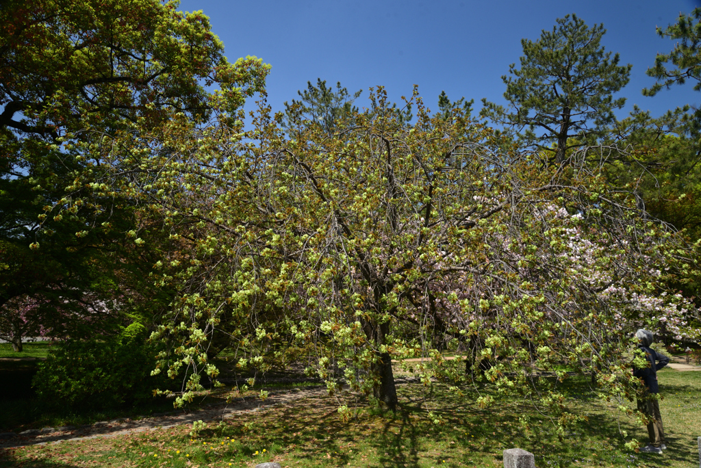 220412a京都御苑06