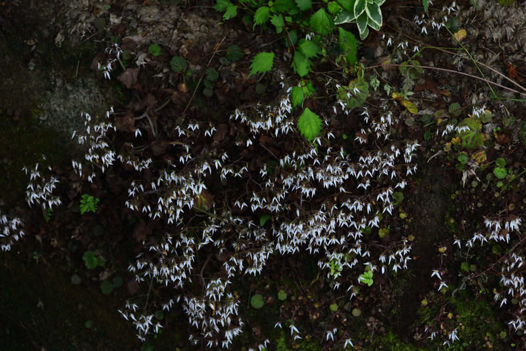 190626a大原三千院02
